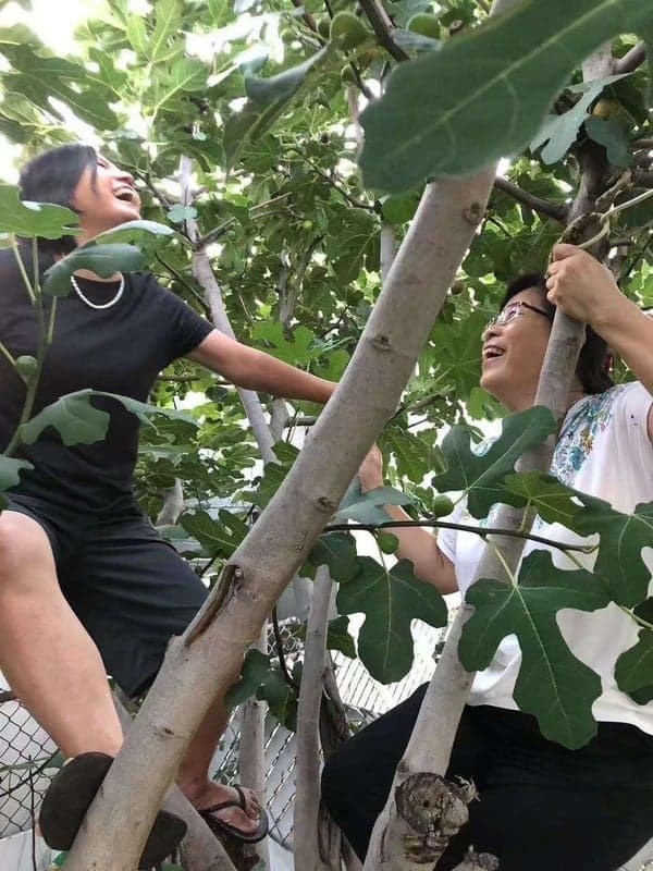 image of people climbing trees